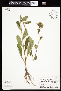 Hieracium scabrum image
