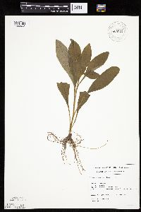 Hieracium scabrum image