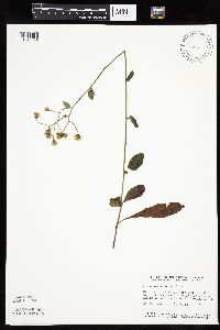Hieracium scabrum image