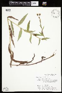 Hieracium scabrum image