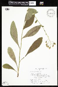 Hieracium scabrum image