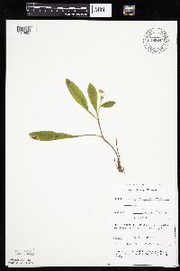 Hieracium scabrum image