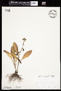 Hieracium scabrum image