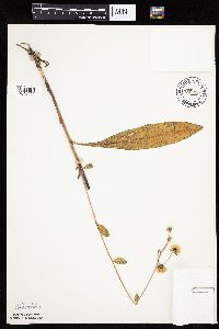 Hieracium scabrum image