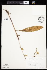 Hieracium scabrum image
