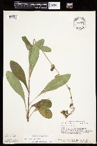 Hieracium scabrum image