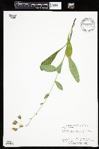 Hieracium scabrum image