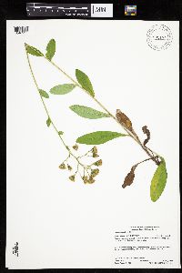 Hieracium scabrum image