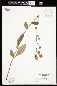 Hieracium scabrum image