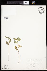 Hieracium scabrum image