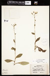 Hieracium scabrum image