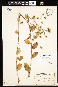 Hieracium scabrum image