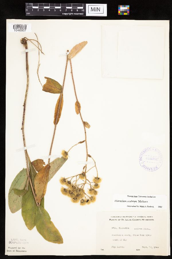 Hieracium scabrum image
