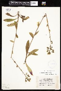 Hieracium scabrum image