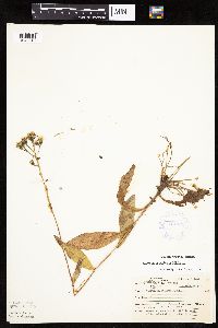 Hieracium scabrum image