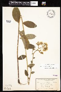 Hieracium scabrum image