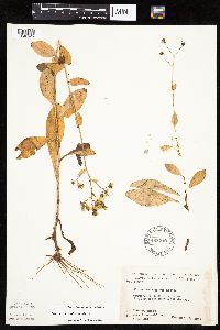 Hieracium scabrum image