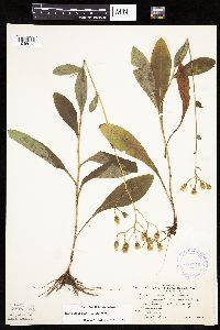 Hieracium scabrum image
