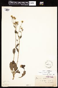 Hieracium scabrum image