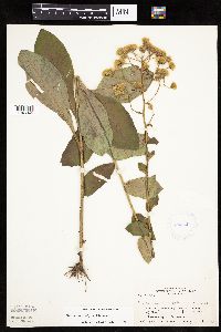 Hieracium scabrum image