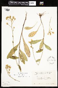 Hieracium scabrum image
