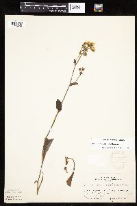 Hieracium scabrum image