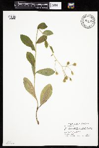 Hieracium scabrum image