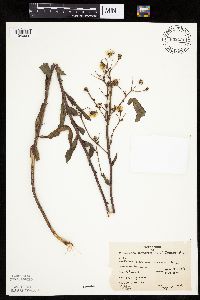 Hieracium scabrum image