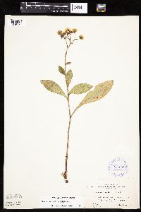Hieracium scabrum image