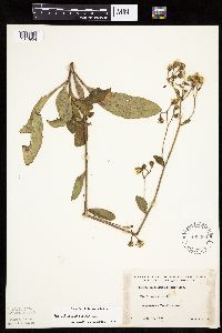 Hieracium scabrum image