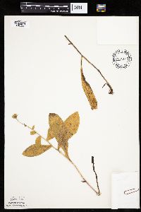 Hieracium scabrum image