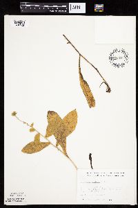 Hieracium scabrum image