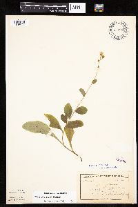 Hieracium scabrum image