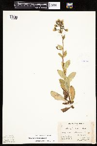 Hieracium scabrum image