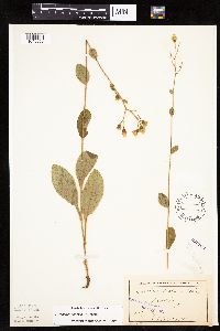 Hieracium scabrum image
