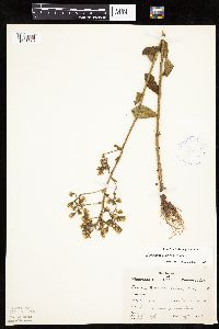 Hieracium scabrum image