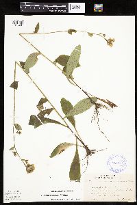 Hieracium scabrum image