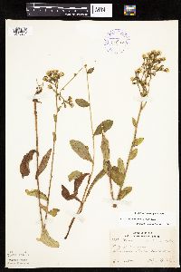 Hieracium scabrum image