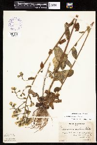 Hieracium scabrum image