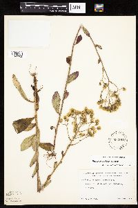 Hieracium scabrum image