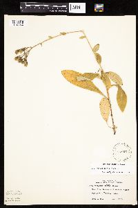 Hieracium scabrum image