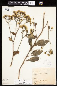 Hieracium scabrum image