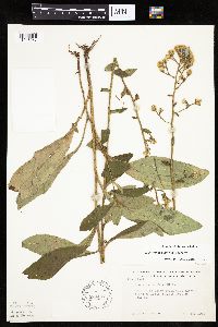 Hieracium scabrum image