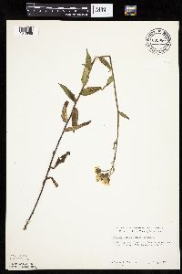Hieracium scabrum image