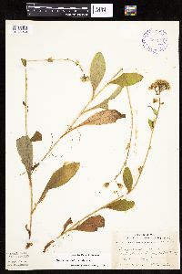 Hieracium scabrum image