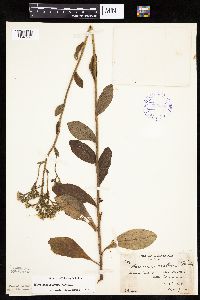Hieracium scabrum image