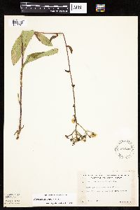 Hieracium scabrum image