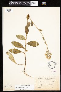 Hieracium scabrum image