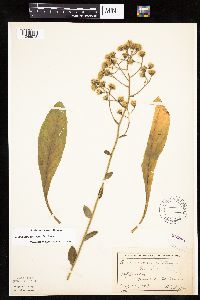 Hieracium scabrum image