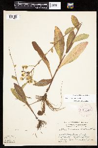 Hieracium scabrum image